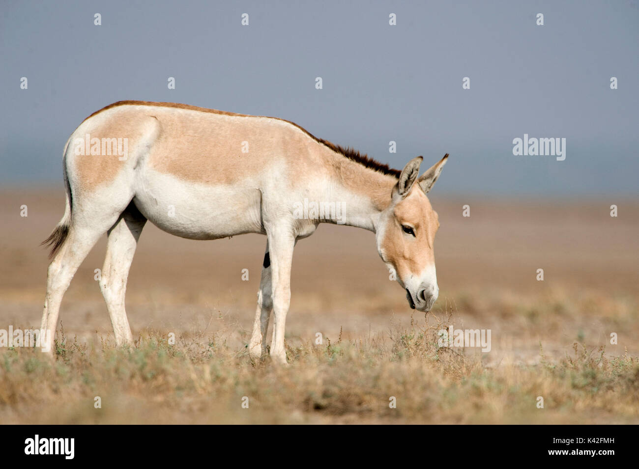 Indian wild ass, Equus hemionus khur, little Rann of Kutch, Gujarat, India, Endangered, IUCN Red List of Threatened Species Stock Photo - Alamy Indian wild ass, Equus hemionus khur, little Rann of Kutch, Gujarat, India, Endangered, IUCN Red List of Threatened Species Stock Photo - Alamy