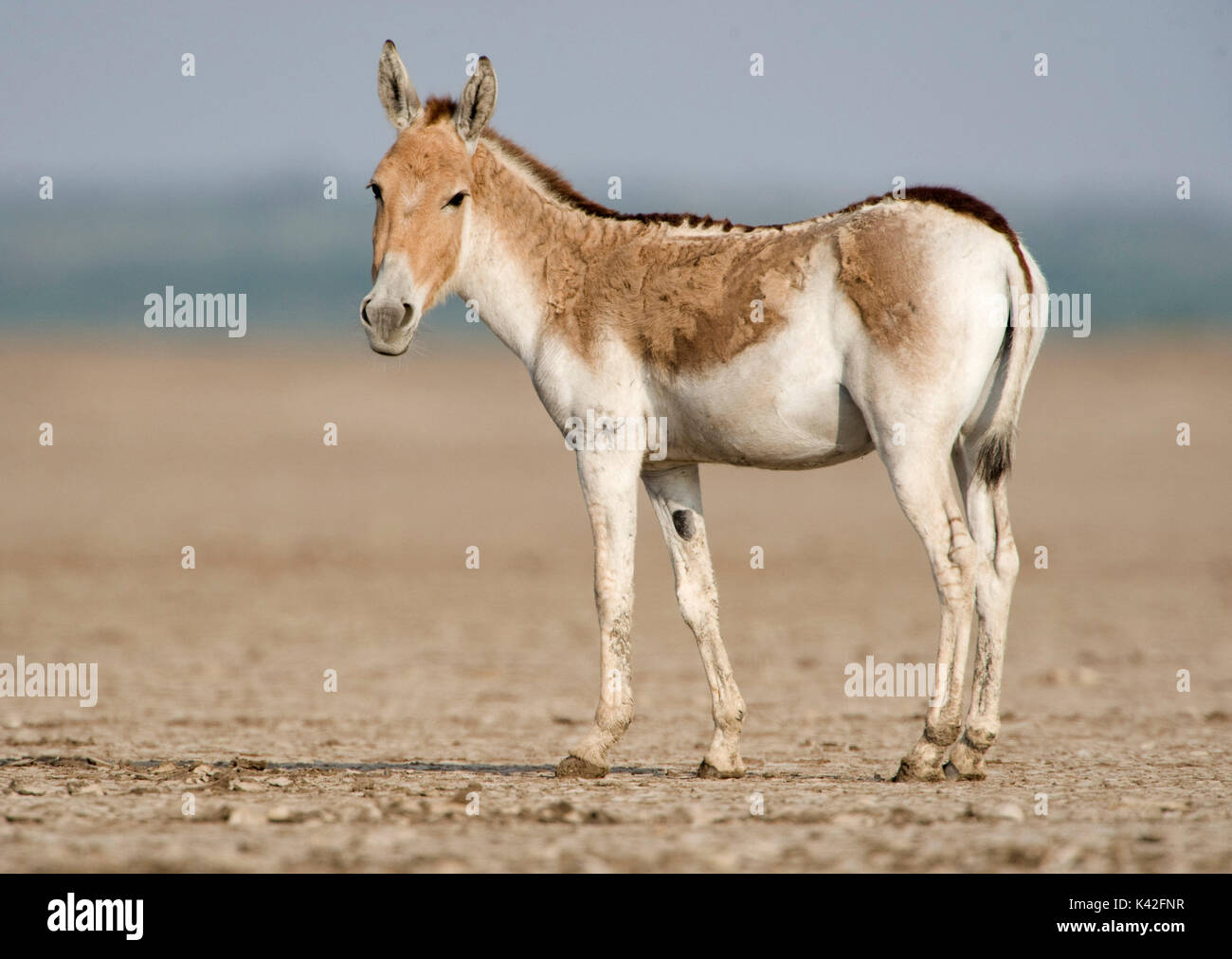 Indian wild ass, Equus hemionus khur, little Rann of Kutch, Gujarat, India,  Endangered, IUCN Red List of Threatened Species Stock Photo - Alamy