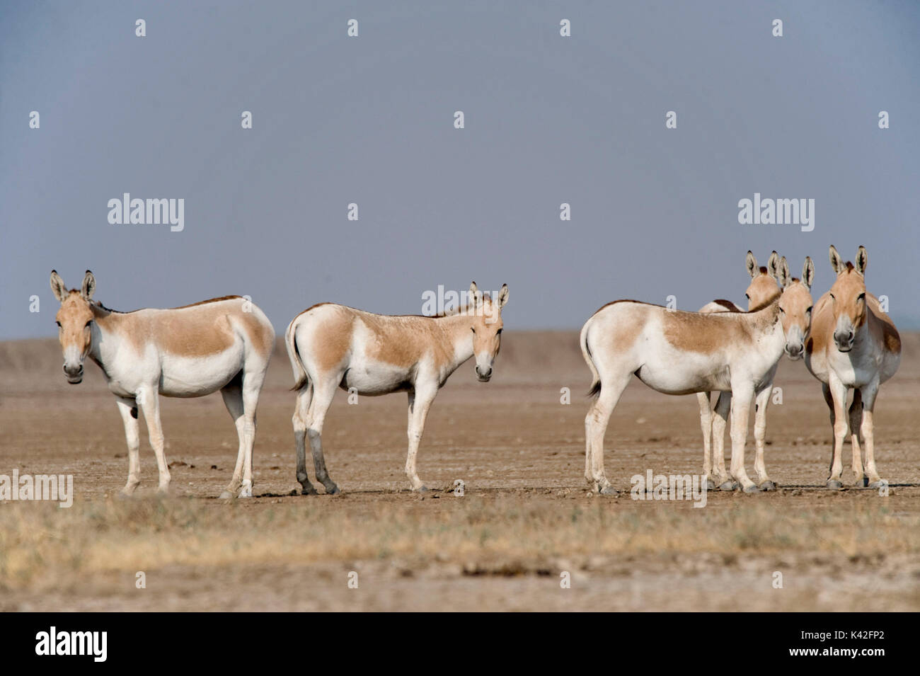 Indian Wild Ass, Equus Hemionus Khur, Little Rann Of Kutch, Gujarat ...