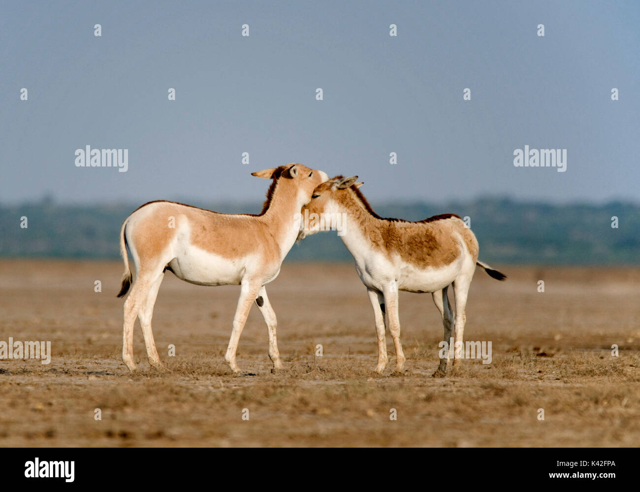 Indian Wild Ass, Equus Hemionus Khur, Little Rann Of Kutch, Gujarat ...