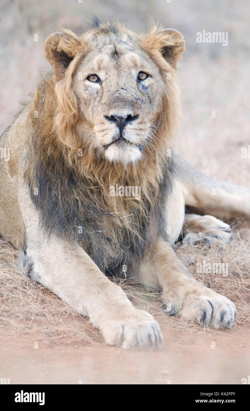 Asiatic Lion, Panthera leo persica, Male, Gir Forest National Park and