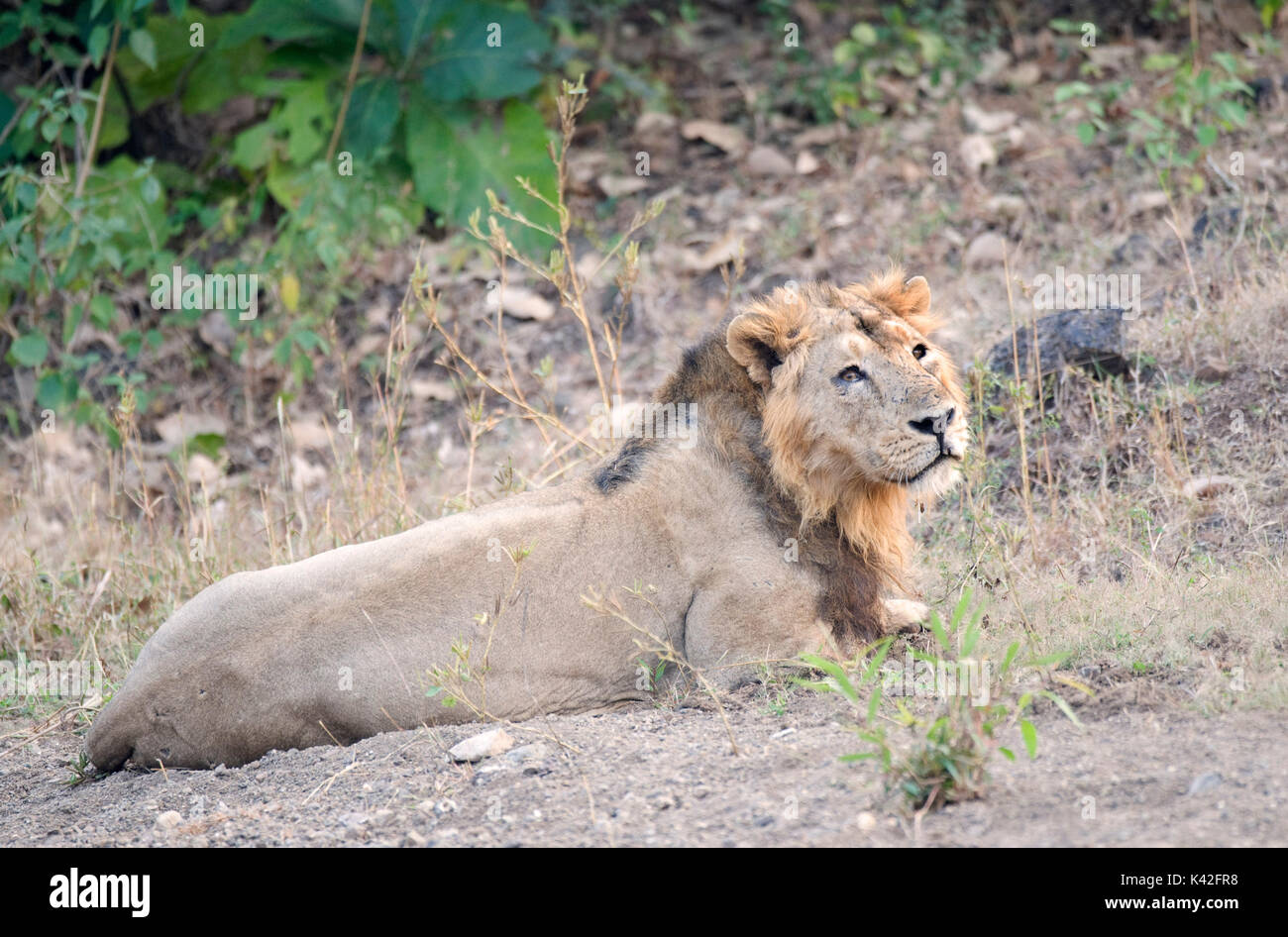 Asiatic Lion, Panthera leo persica, Male, Gir Forest National Park and