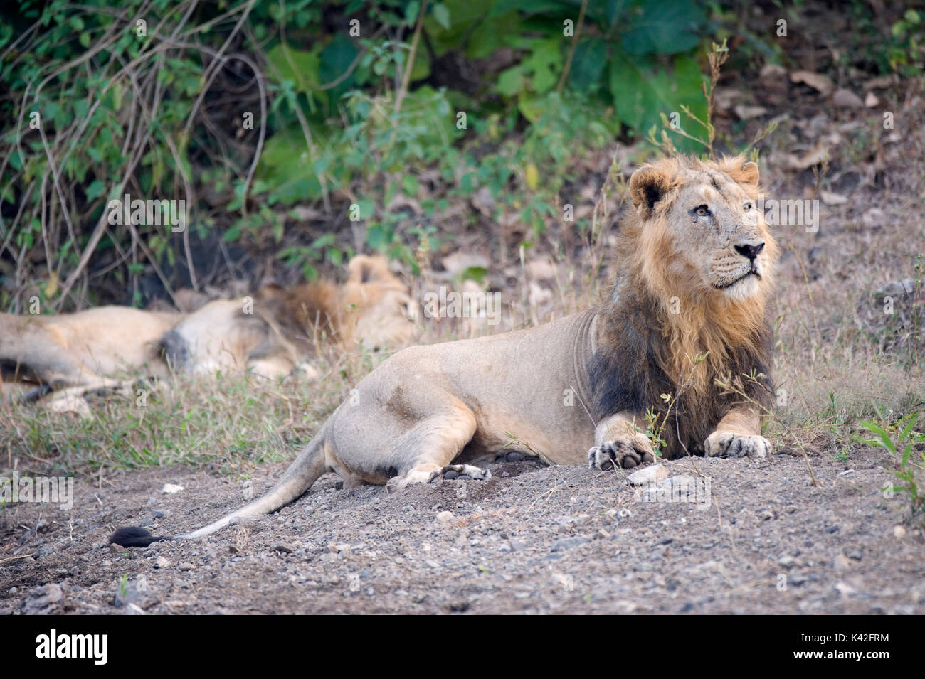 Asiatic Lion, Panthera leo persica, Male, Gir Forest National Park and