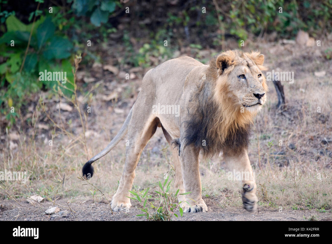 Asiatic Lion, Panthera leo persica, Male, Gir Forest National Park and