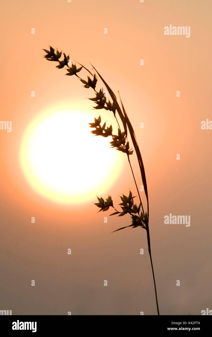 Grass silhouette against Sunrise, Gir Forest National Park and Wildlife Sanctuary, Gujarat, India, sun Stock Photo