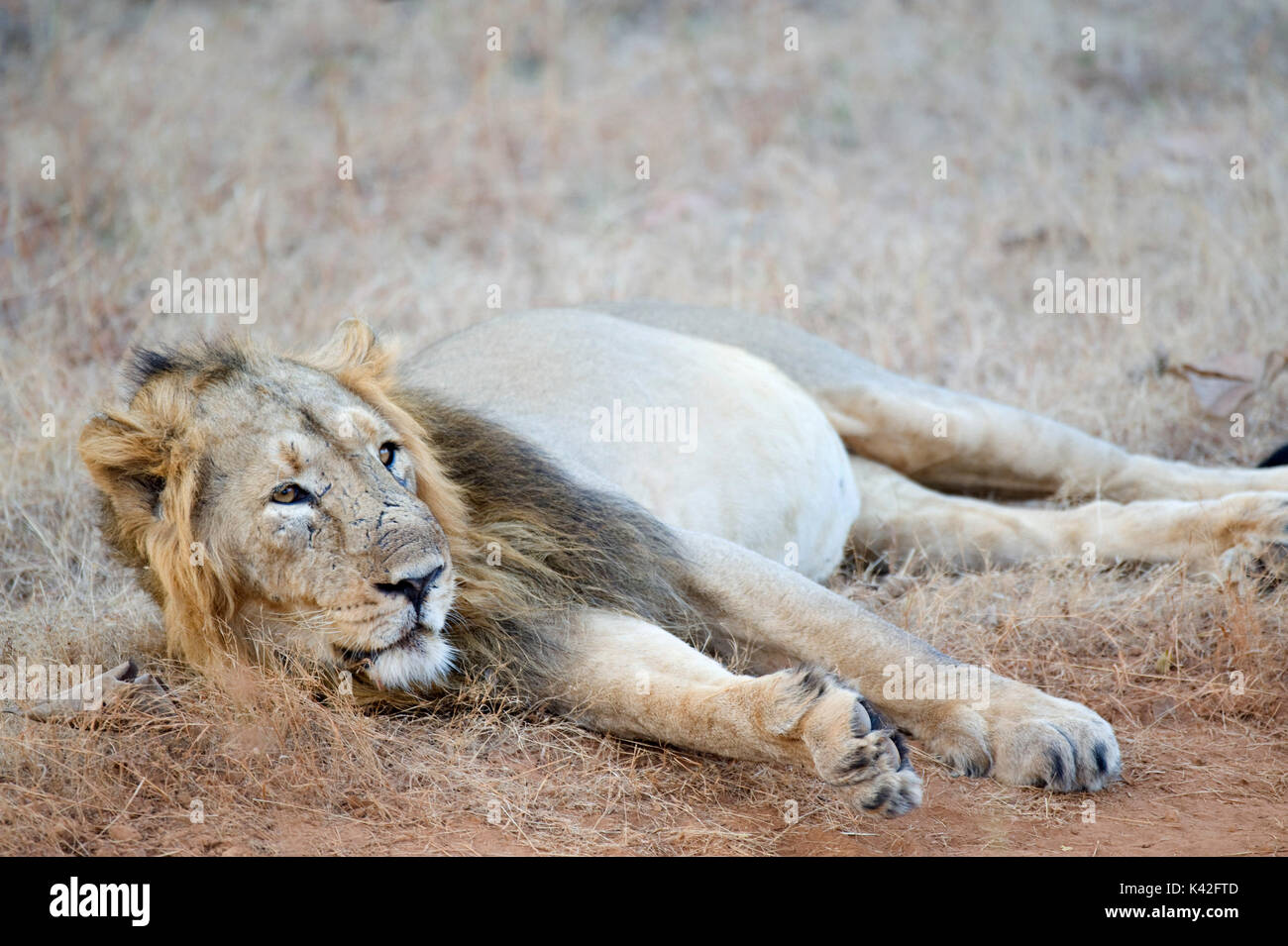 Asiatic Lion, Panthera leo persica, Male, Gir Forest National Park and