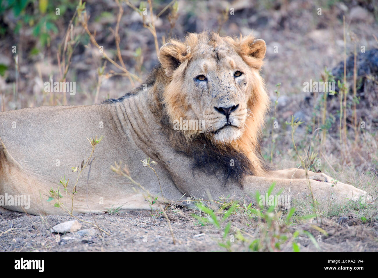 Asiatic Lion, Panthera leo persica, Male, Gir Forest National Park and