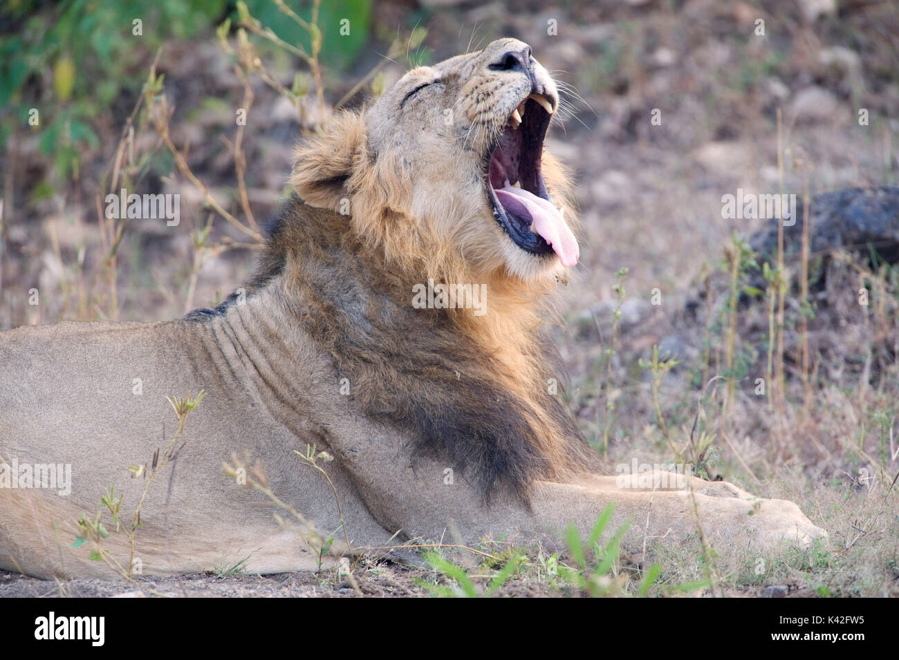 Asiatic Lion, Panthera leo persica, Male, Gir Forest National Park and