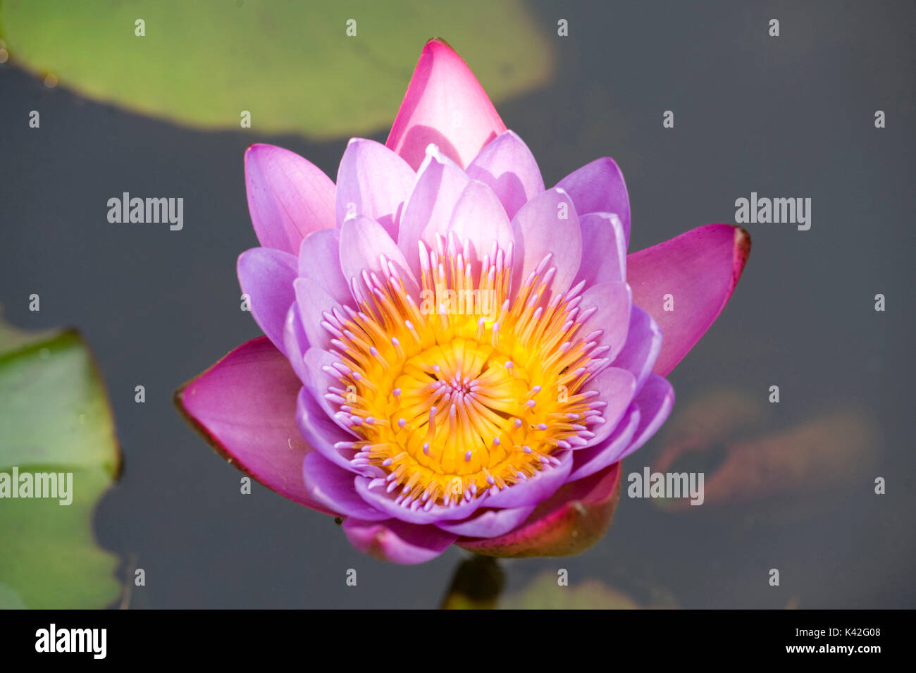 Water lily flower, Nymphaea sp, Bandhavgarh National Park, pond, purple Stock Photo