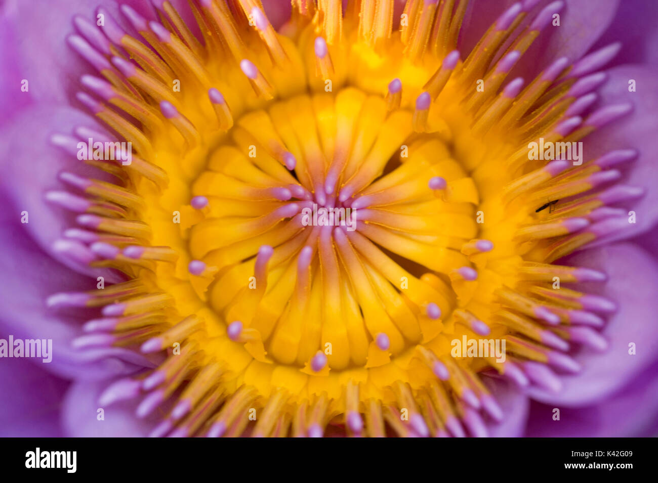 Water lily flower, Nymphaea sp, Bandhavgarh National Park, pond, purple Stock Photo