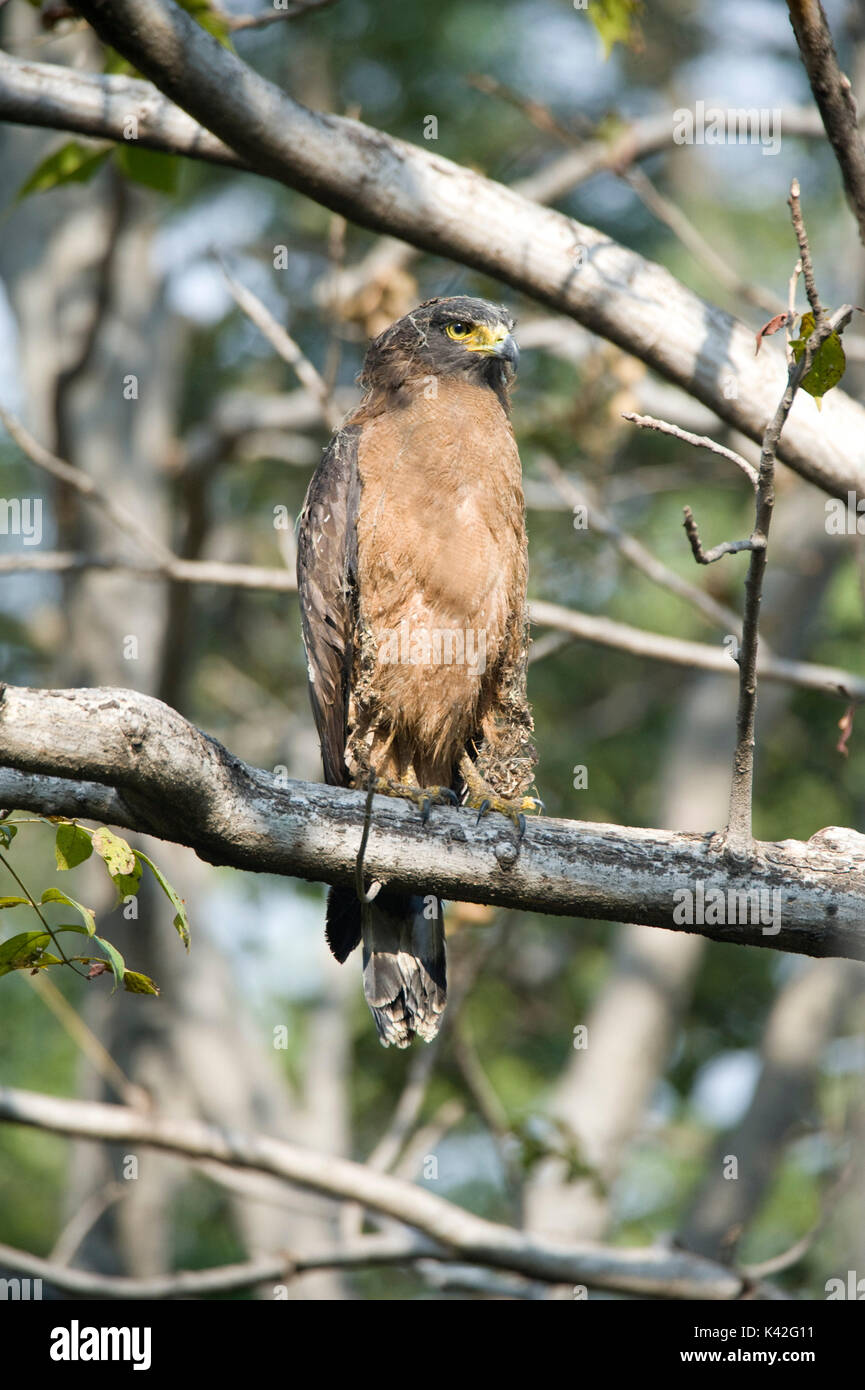 Crested serpent eagle, Spilornis cheela, Bandhavgarh National Park, perched in tree covered in spiders web silk Stock Photo