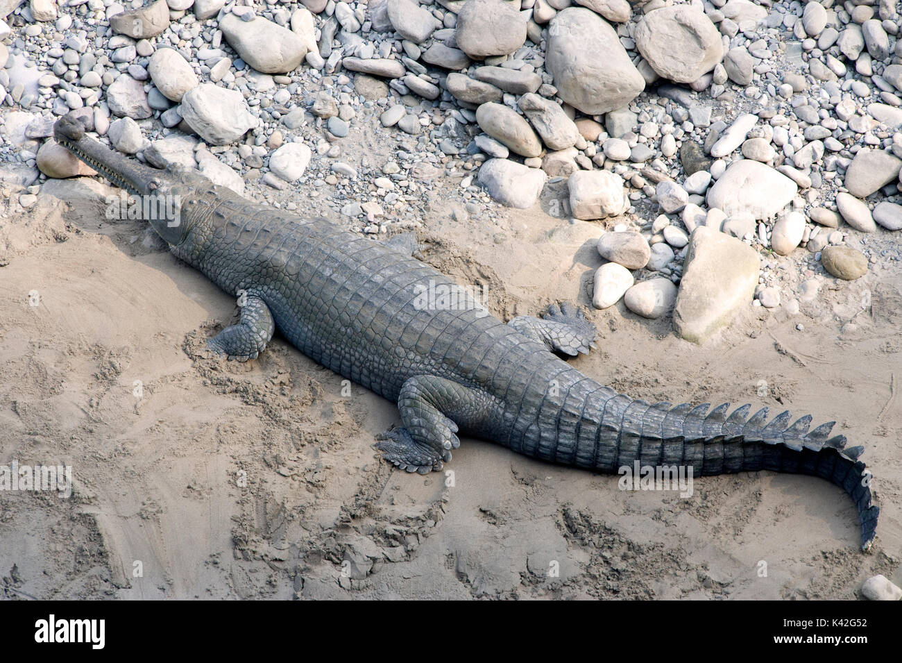 Gharial or Gavial Crocodile, Gavialis gangeticus, Corbett National Park, Uttarakhand, on riverbank, Northern India Stock Photo