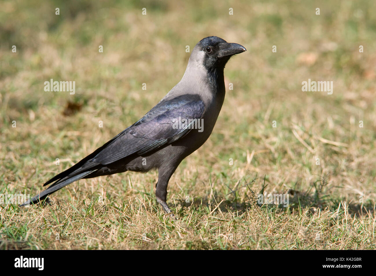 House Crow, Corvus splendens, Keoladeo Ghana National Park Rajasthan, India, formerly known as the Bharatpur Bird Sanctuary, UNESCO World Heritage Sit Stock Photo