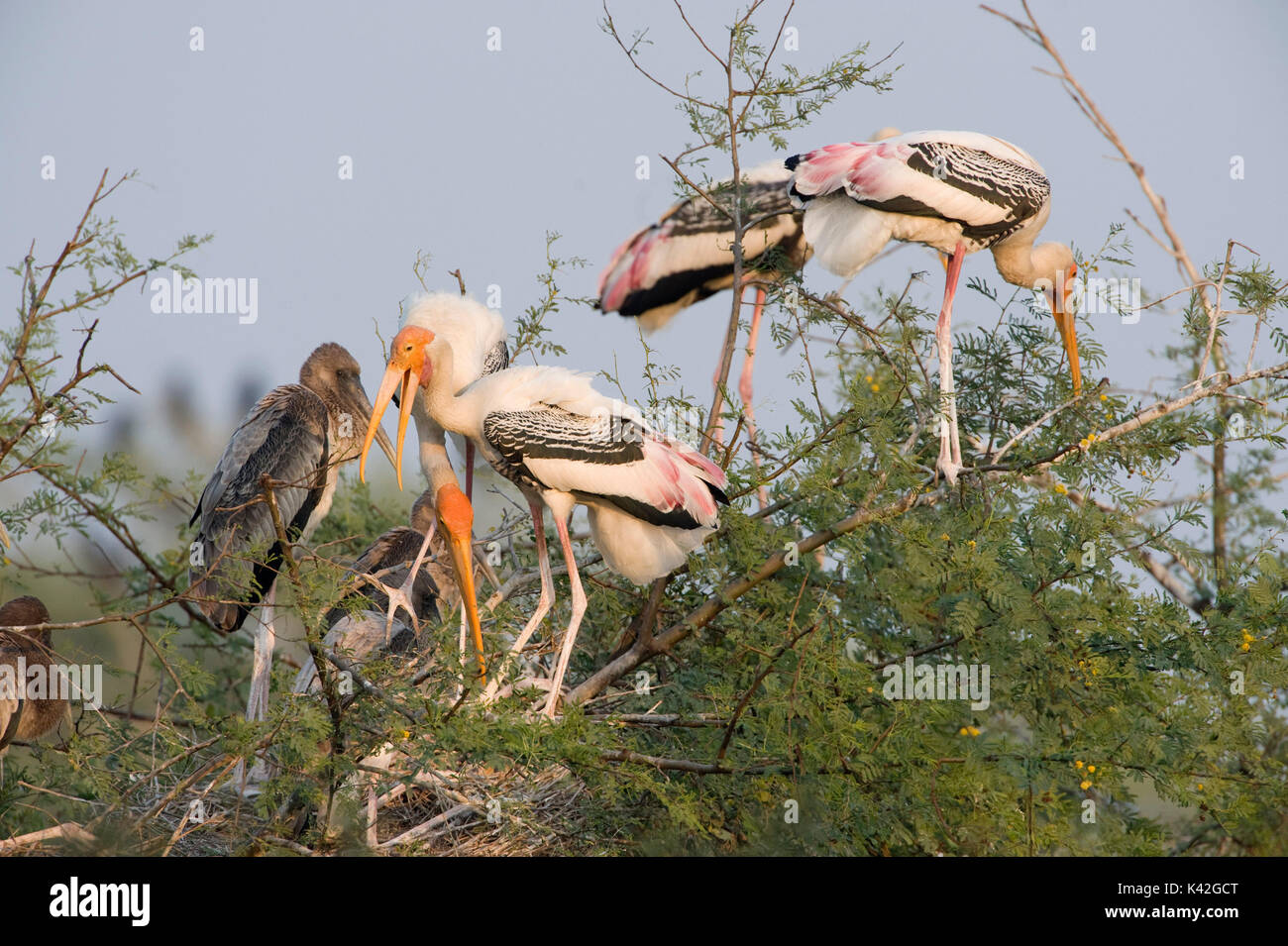 Painted Stork, Mycteria leucocephala, Keoladeo Ghana National Park,  Rajasthan, India, formerly known as the Bharatpur Bird Sanctuary, young on  nest, b Stock Photo - Alamy