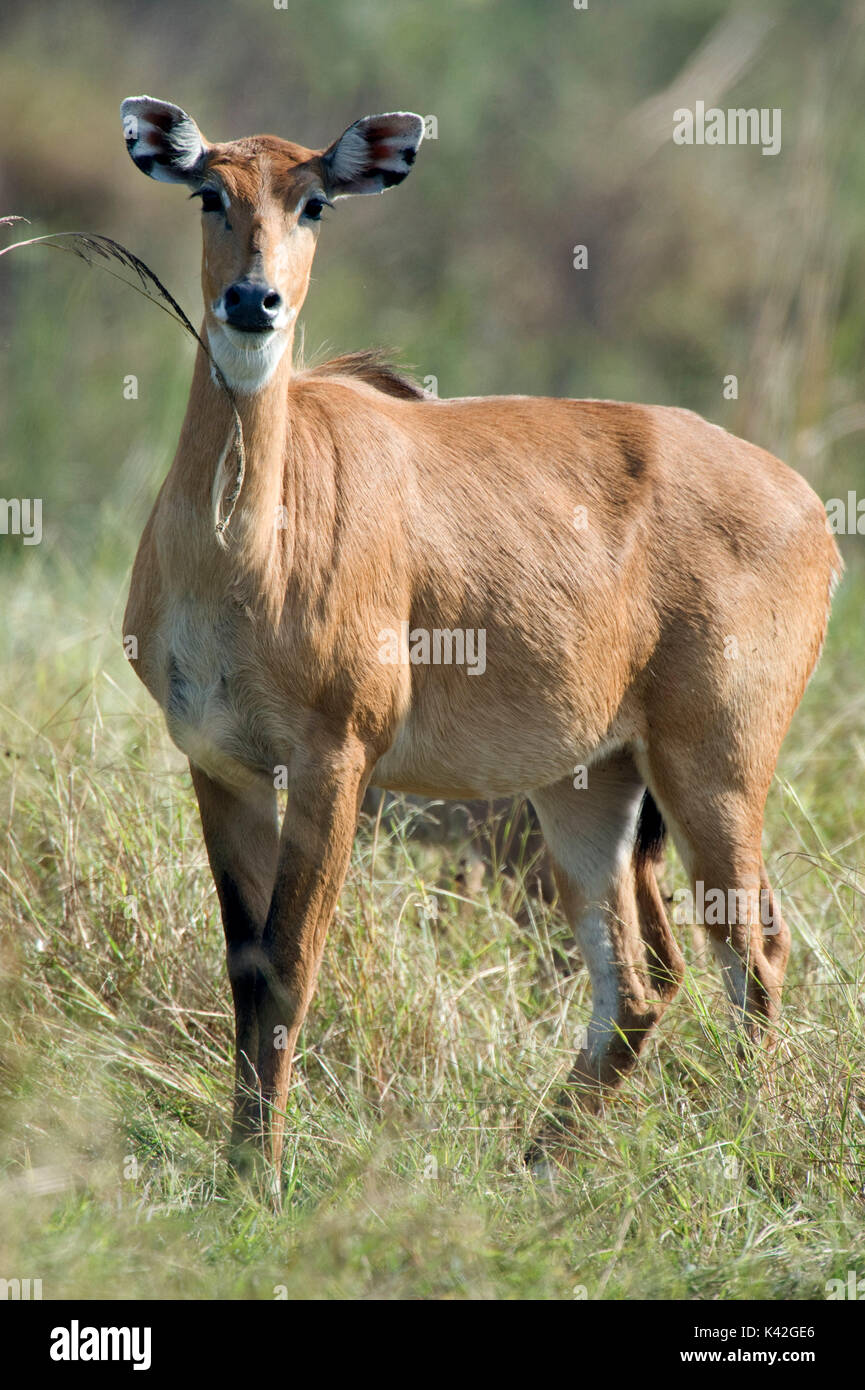 nilgai-boselaphus-tragocamelus-female-ke