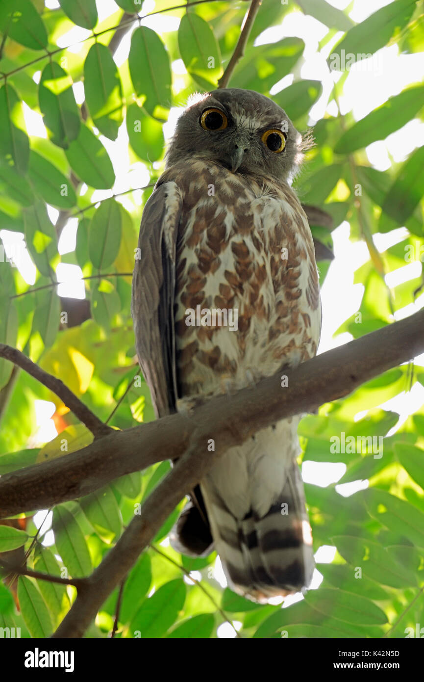 Brown Hawk Owl, Uttar Pradesh, India / (Ninox scutulata) | Falkenkauz, Uttar Pradesh, Indien / (Ninox scutulata) Stock Photo