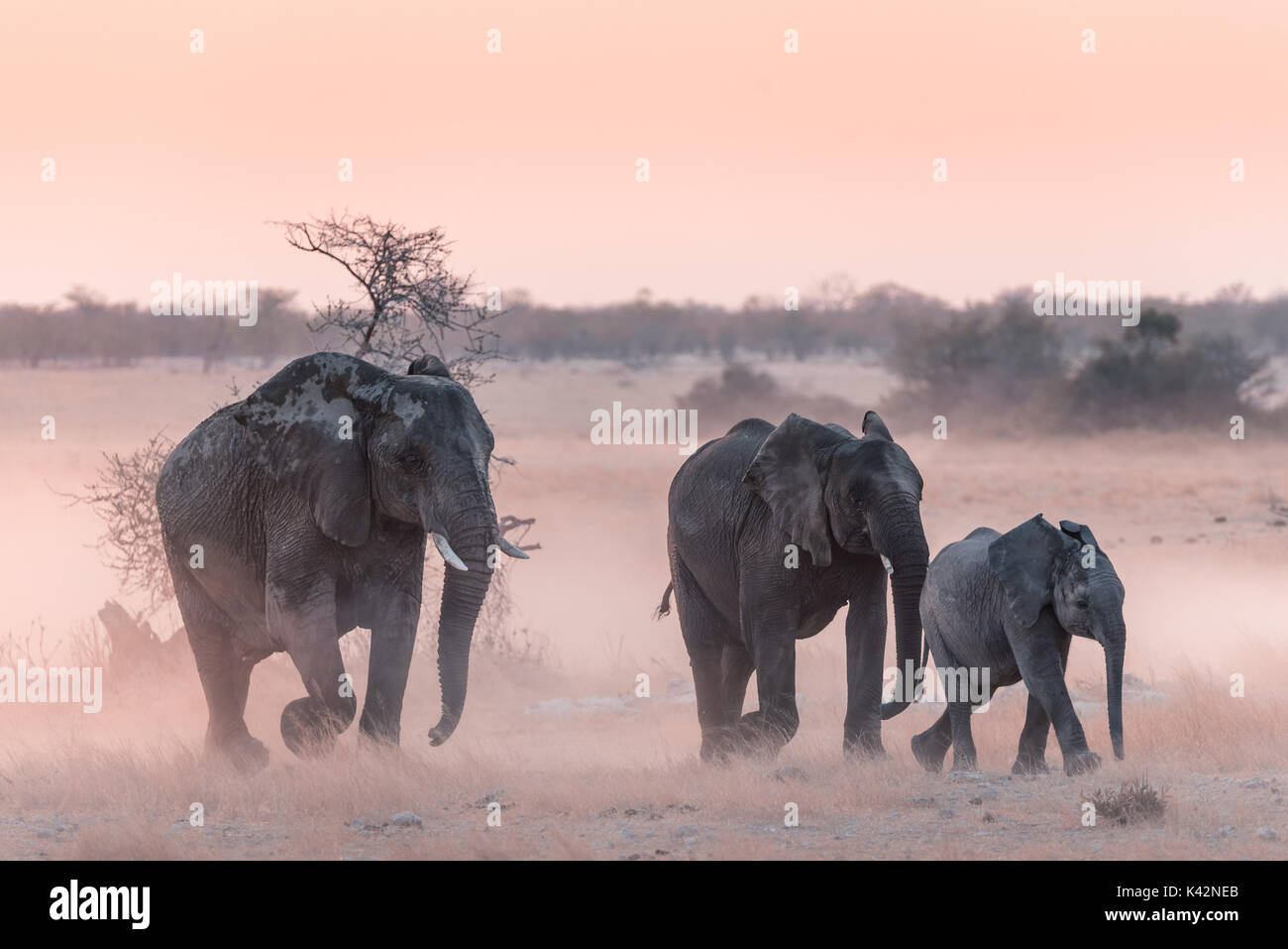Elephants on the Move Stock Photo