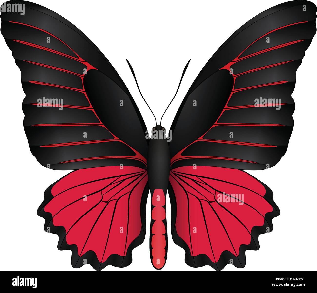 Beautiful butterfly isolated on a white background Stock Vector Image ...