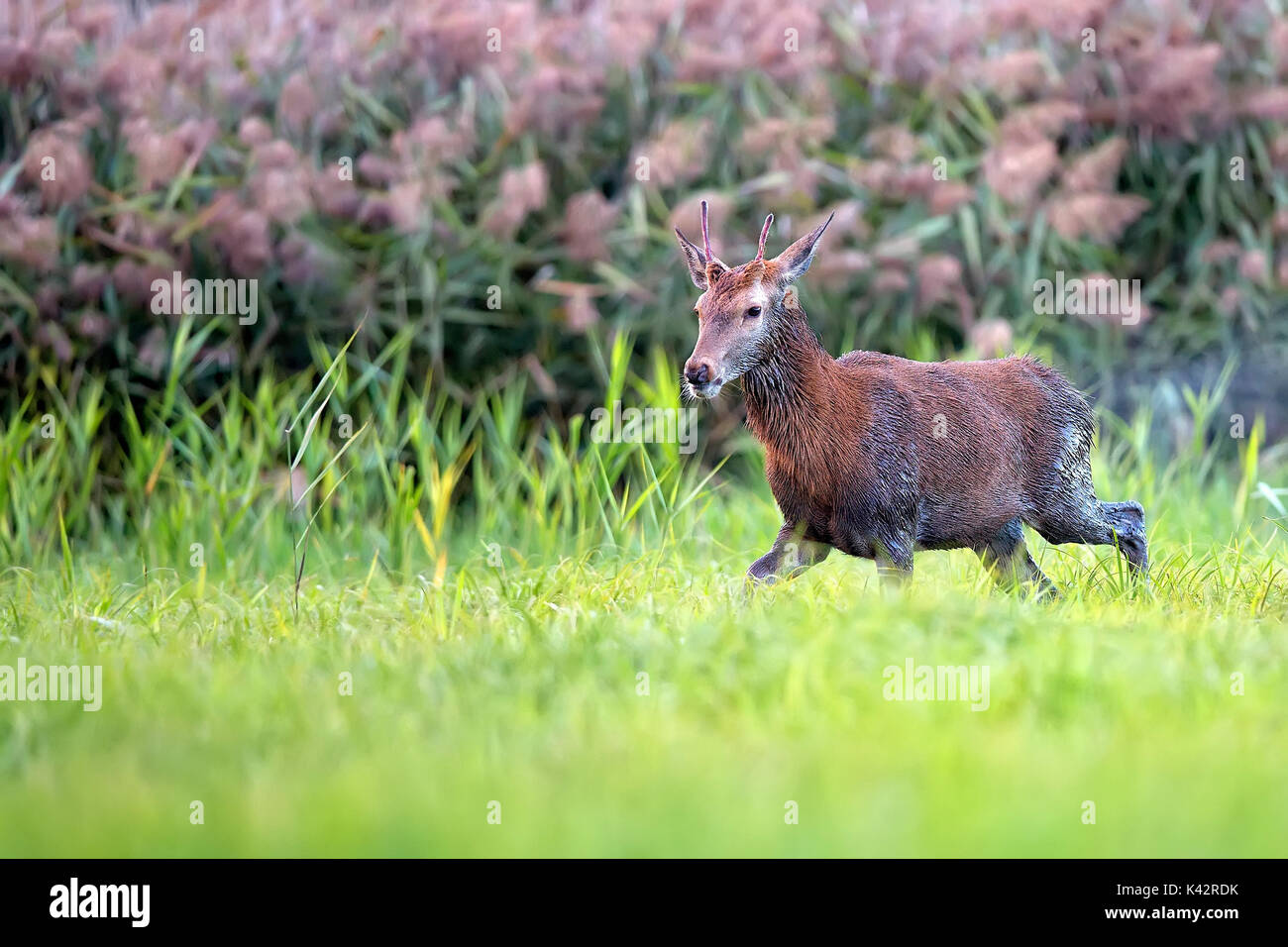 Wet red deer in a clearing, after rain Stock Photo