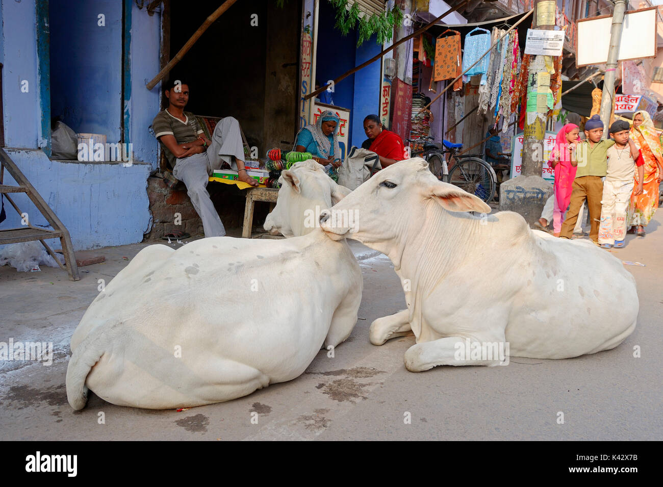 Cattles lying in front of shop, Bharatpur, Rajasthan, India | Hausrinder vor Geschaeft, Bharatpur, Rajasthan, Indien Stock Photo