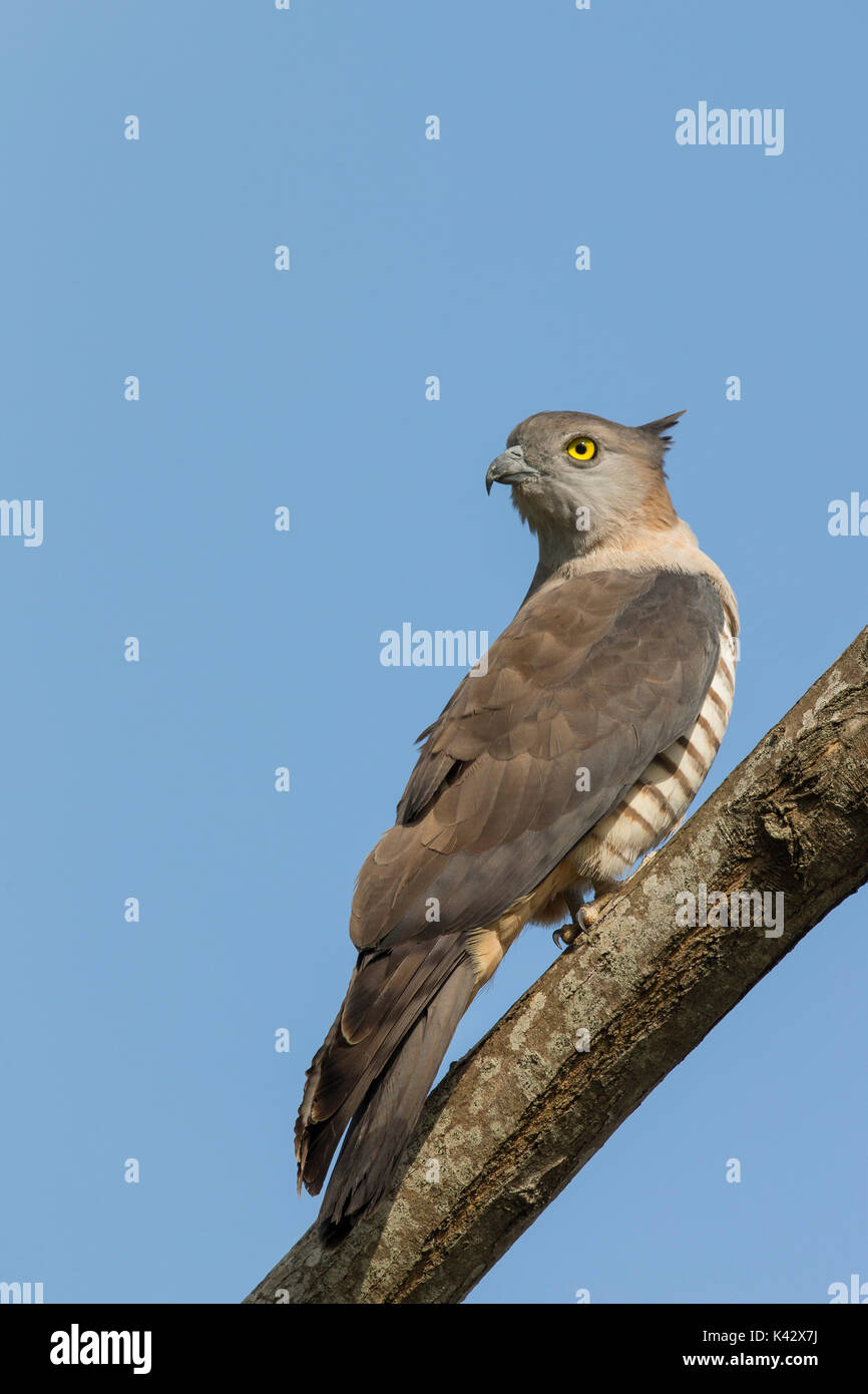 Pacific Baza. Photographed on the Oxley Creek Common just outside the city of Brisbane, Australia. Stock Photo