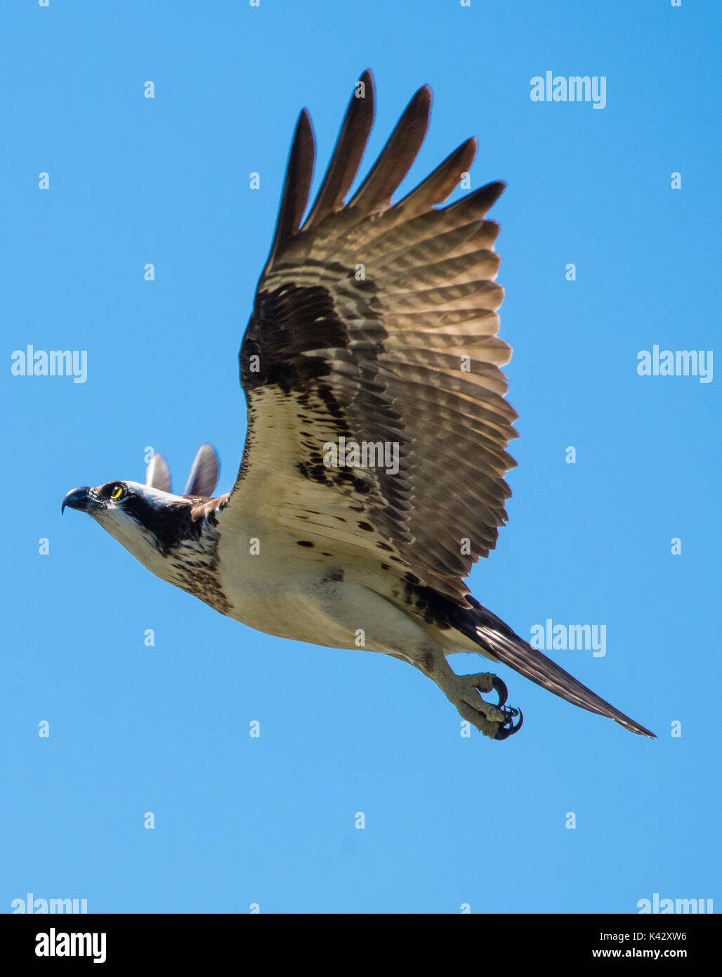 Osprey in Flight (wild) Stock Photo