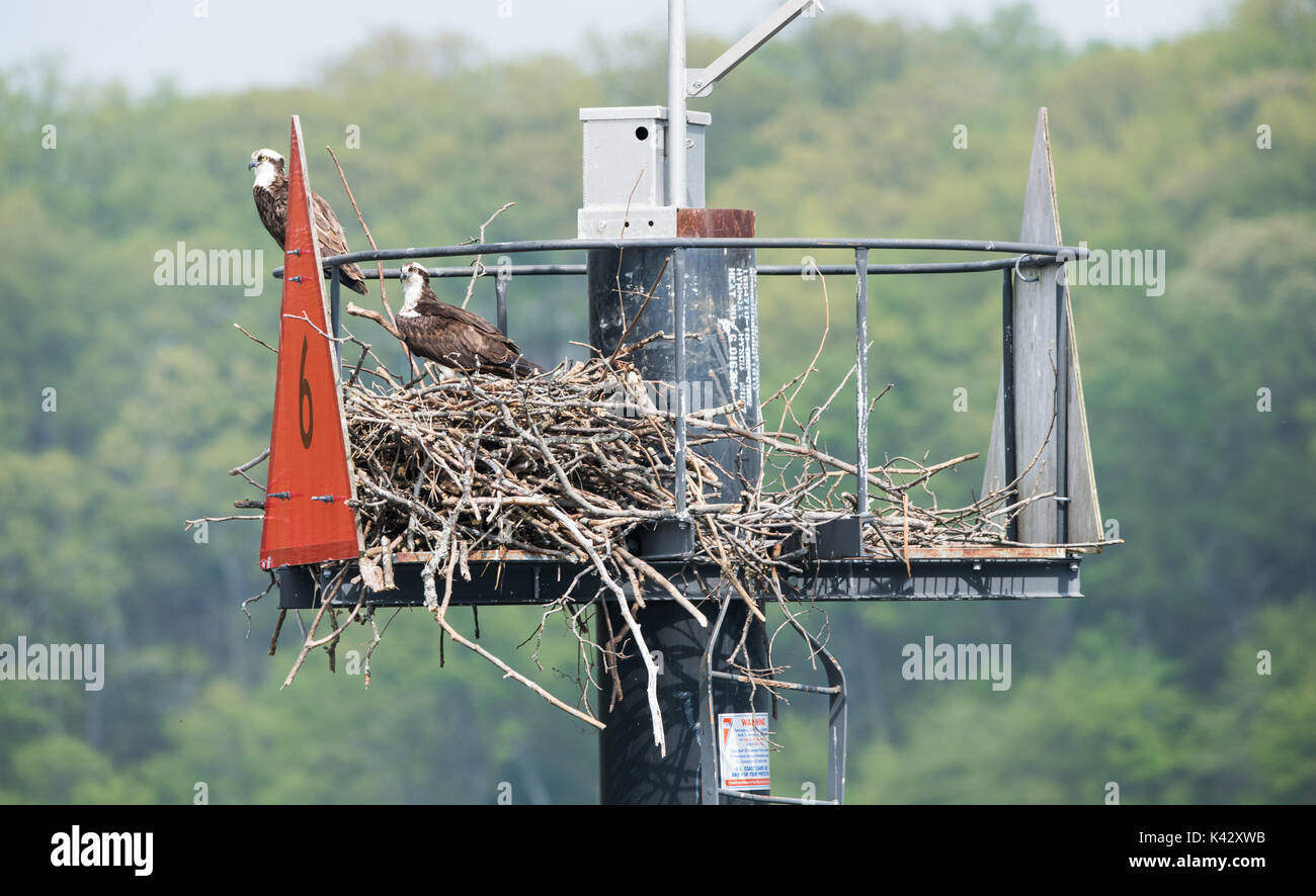 Nesting Osprey Pair Stock Photo