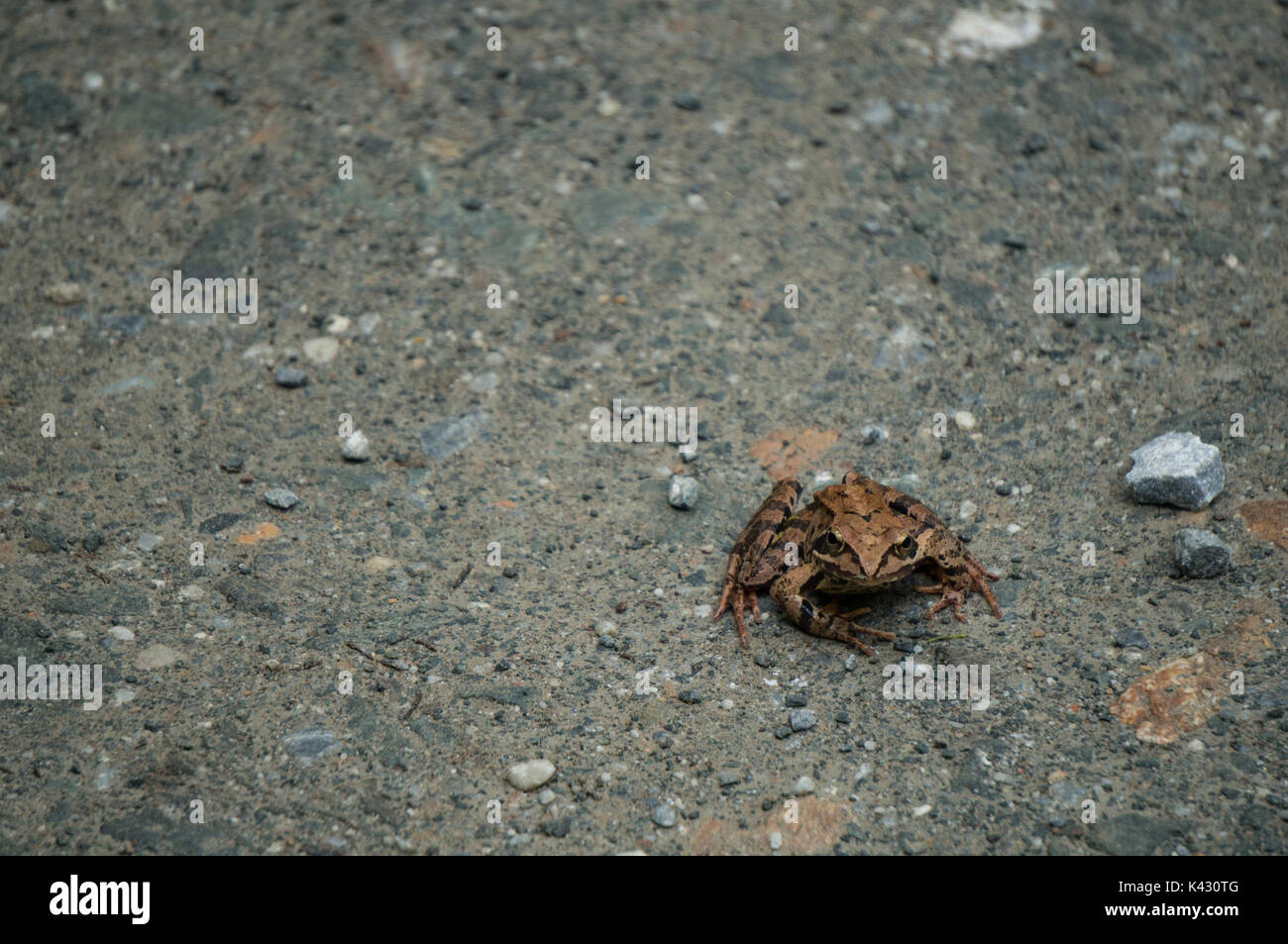 Brown frog on a dirt road Stock Photo