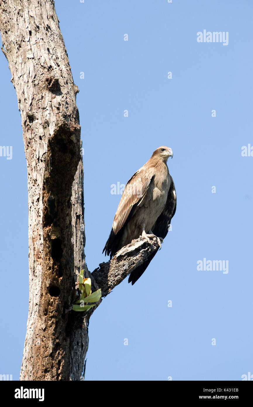 Pallass Fish Eagle Haliaeetus Leucoryphus Immature