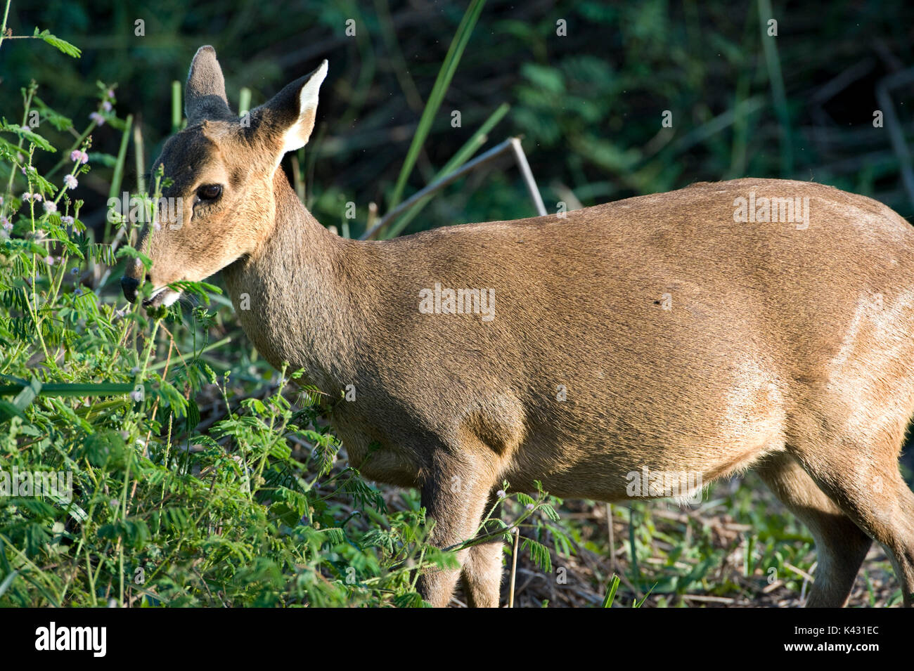 Hog Deer, Axis porcinus, Kaziranga National Park, Assam, India, World