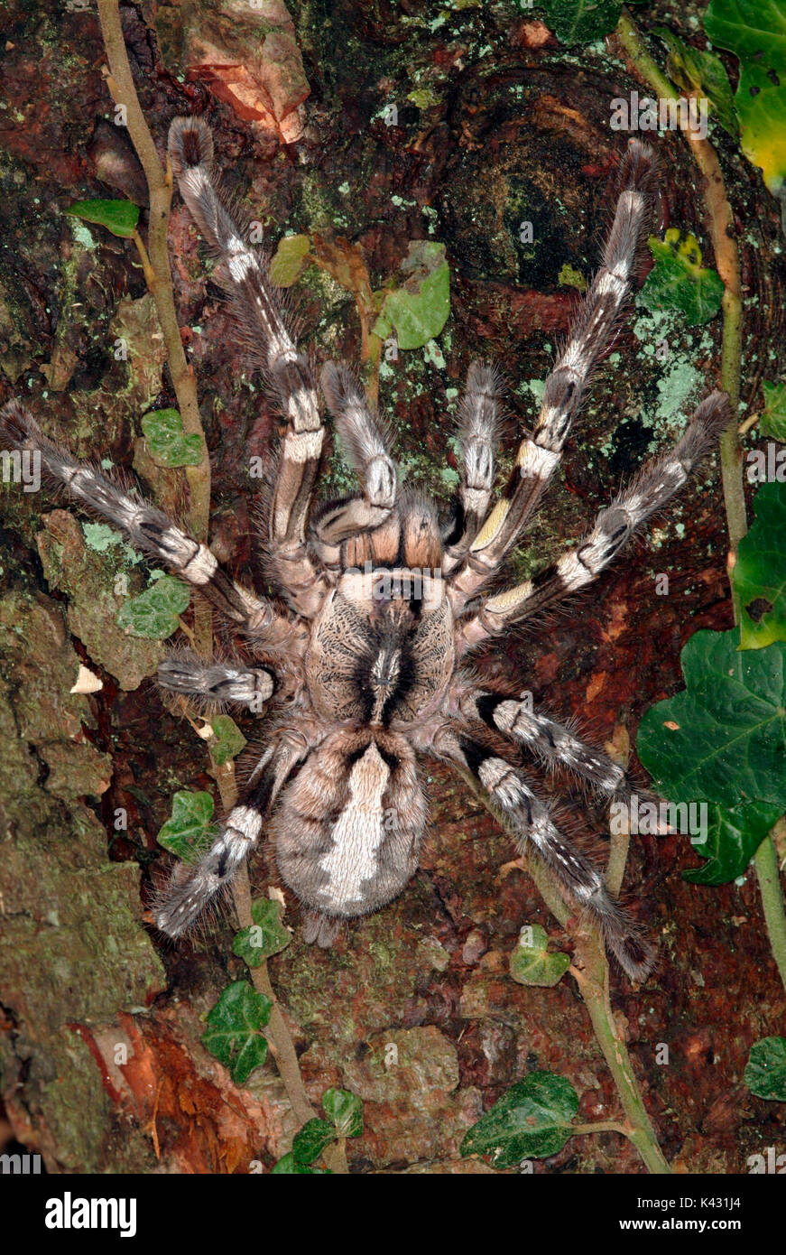 Indian ornamental spider, Poecilotheria regalis, on tree,  world's largest tree dwelling Tarantula Stock Photo
