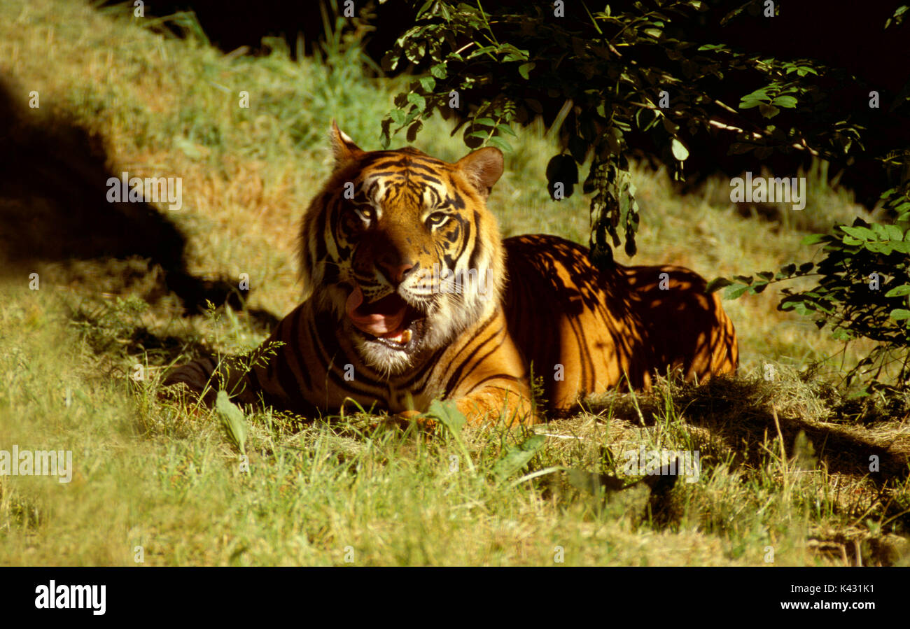 Indian tiger Panthera tigris (captive) sitting under trees Stock Photo