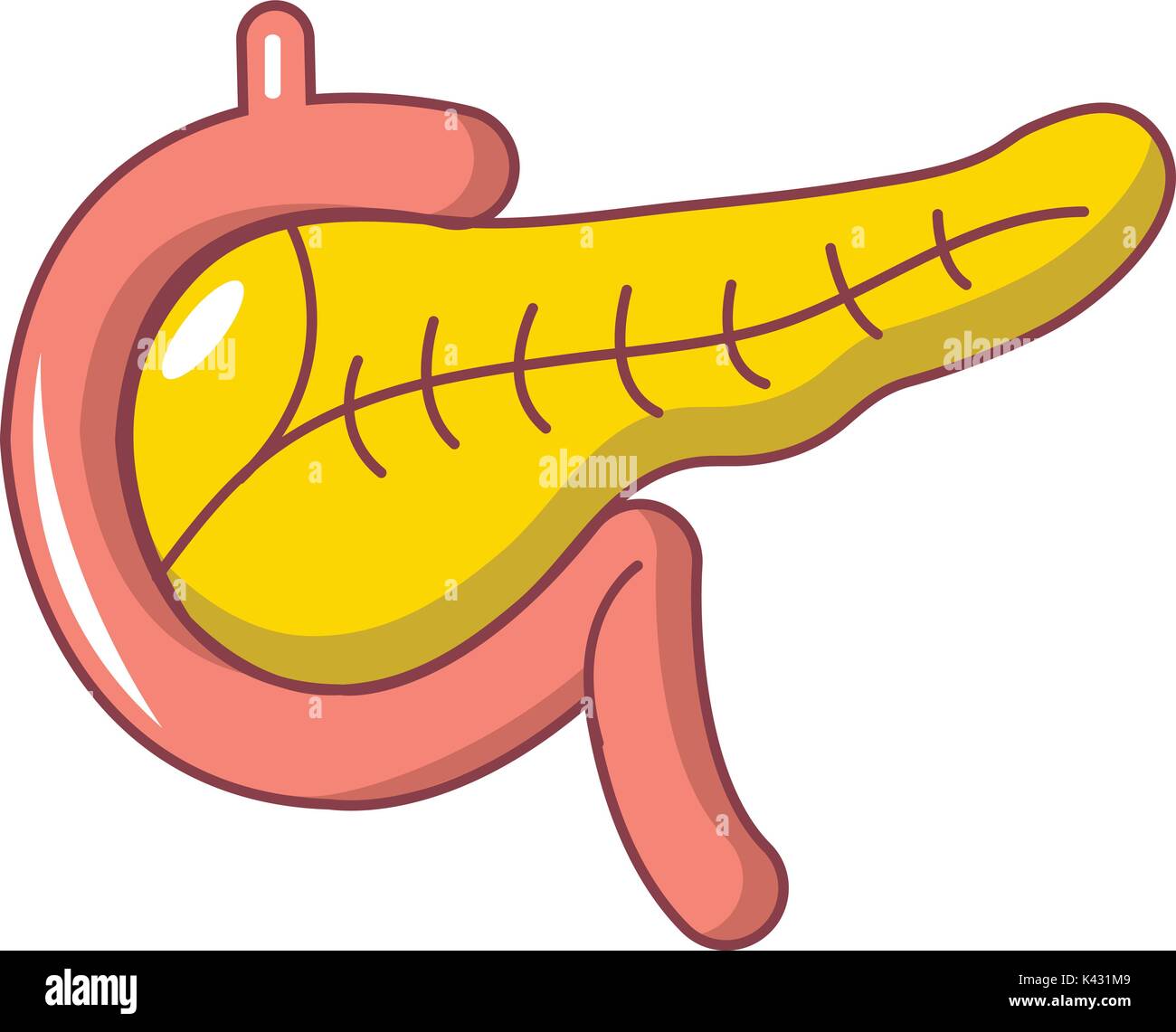 Pancreas Illustration Stock Photos & Pancreas Illustration Stock Images