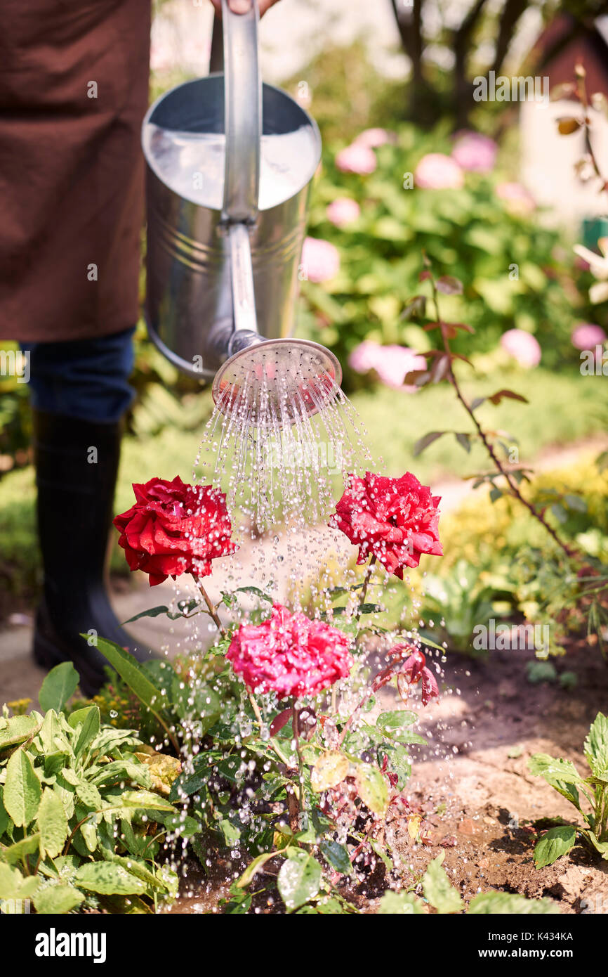 Finally my favourite flowers have bloomed Stock Photo Alamy