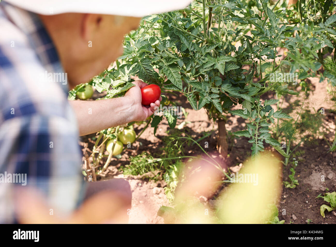 Senior farmer harvesting tomatoes hi-res stock photography and images ...