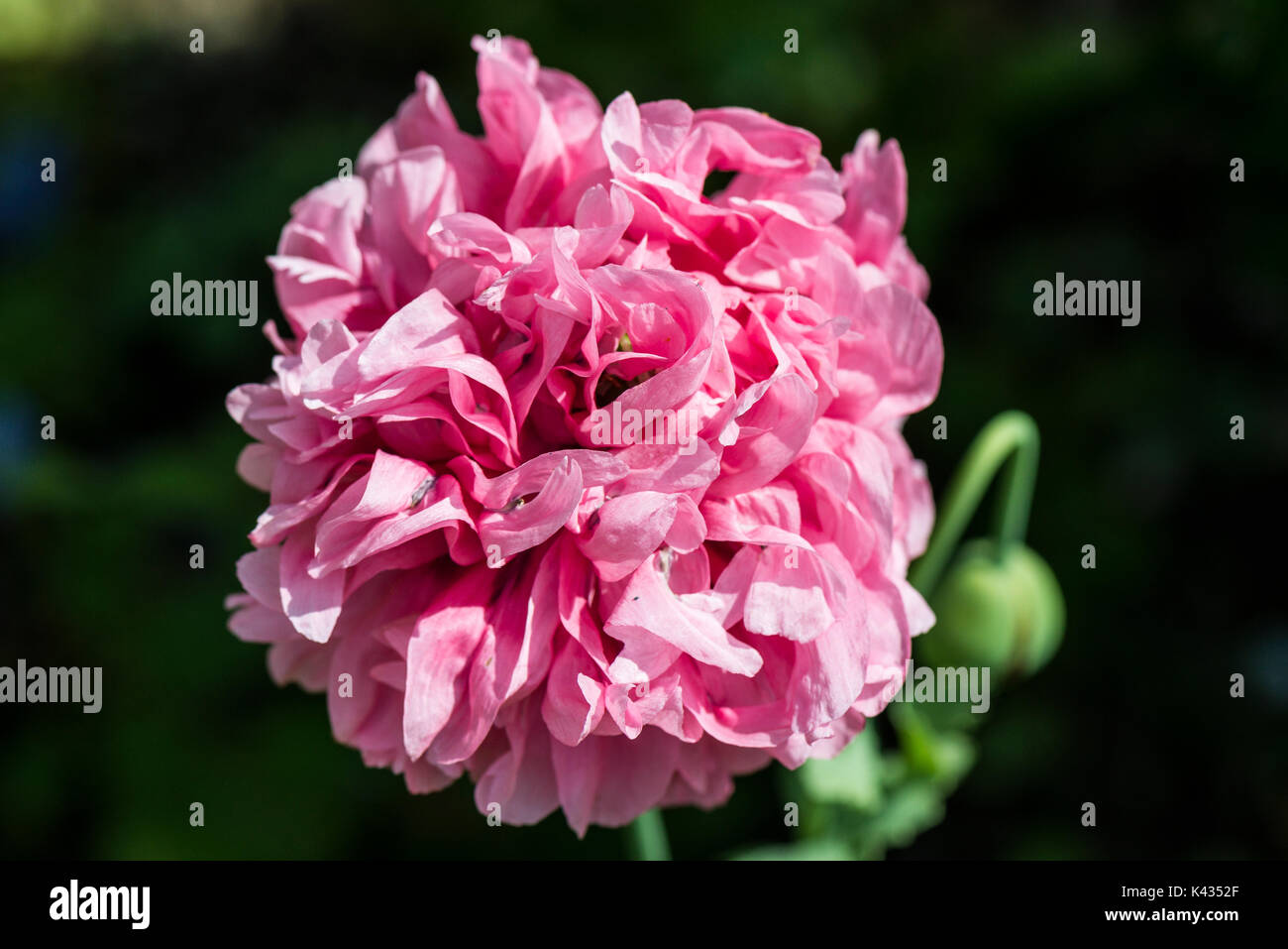 A close up of a pink Peony poppy (Papaver paeoniflorum Stock Photo - Alamy