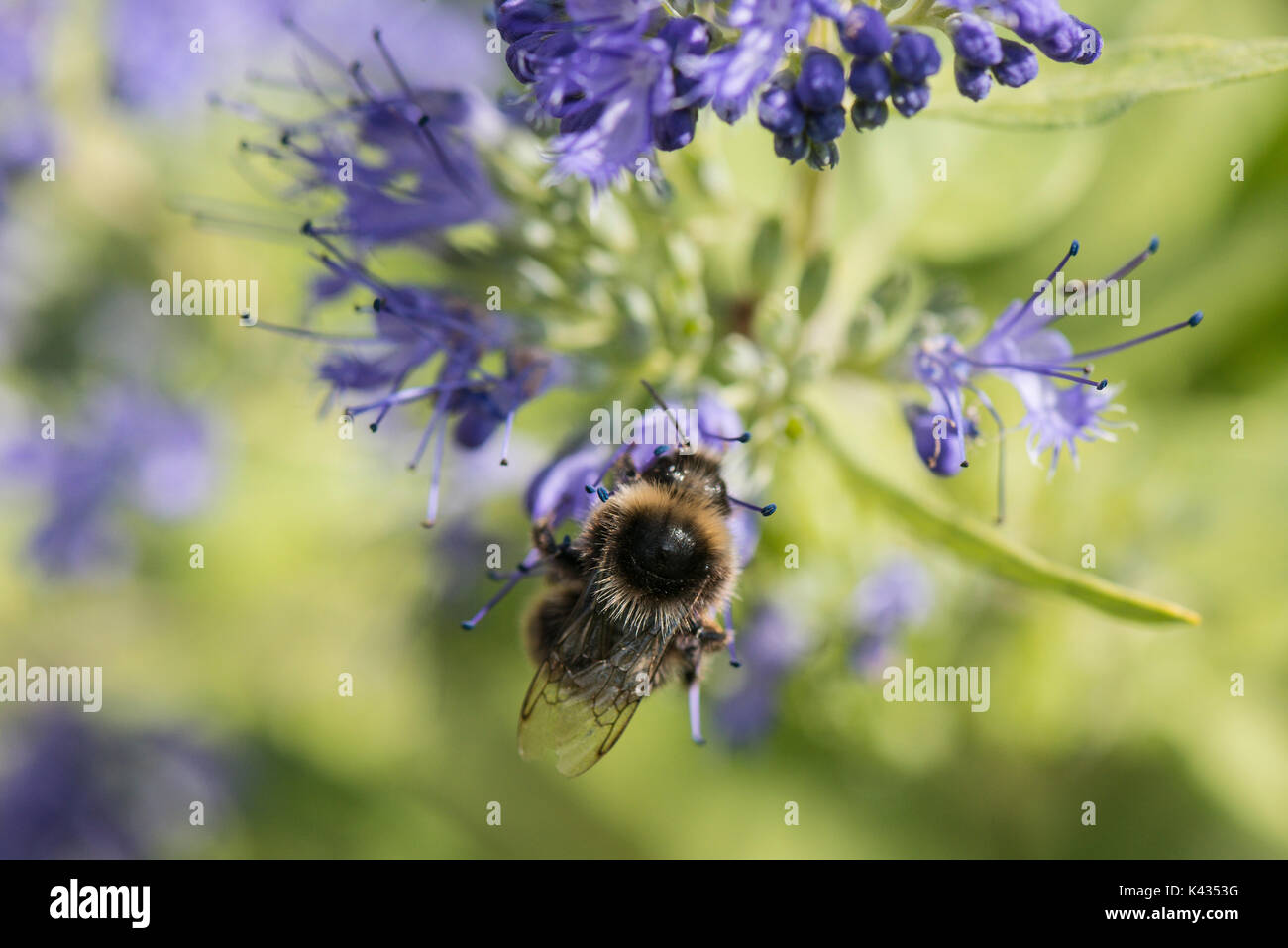 Bees on bluebeard Worcester Gold (Caryopteris × clandonensis) Stock Photo