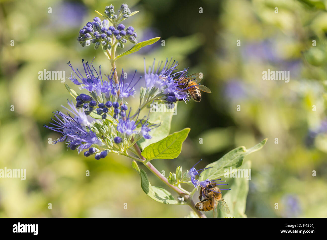 Bees on bluebeard Worcester Gold (Caryopteris × clandonensis) Stock Photo