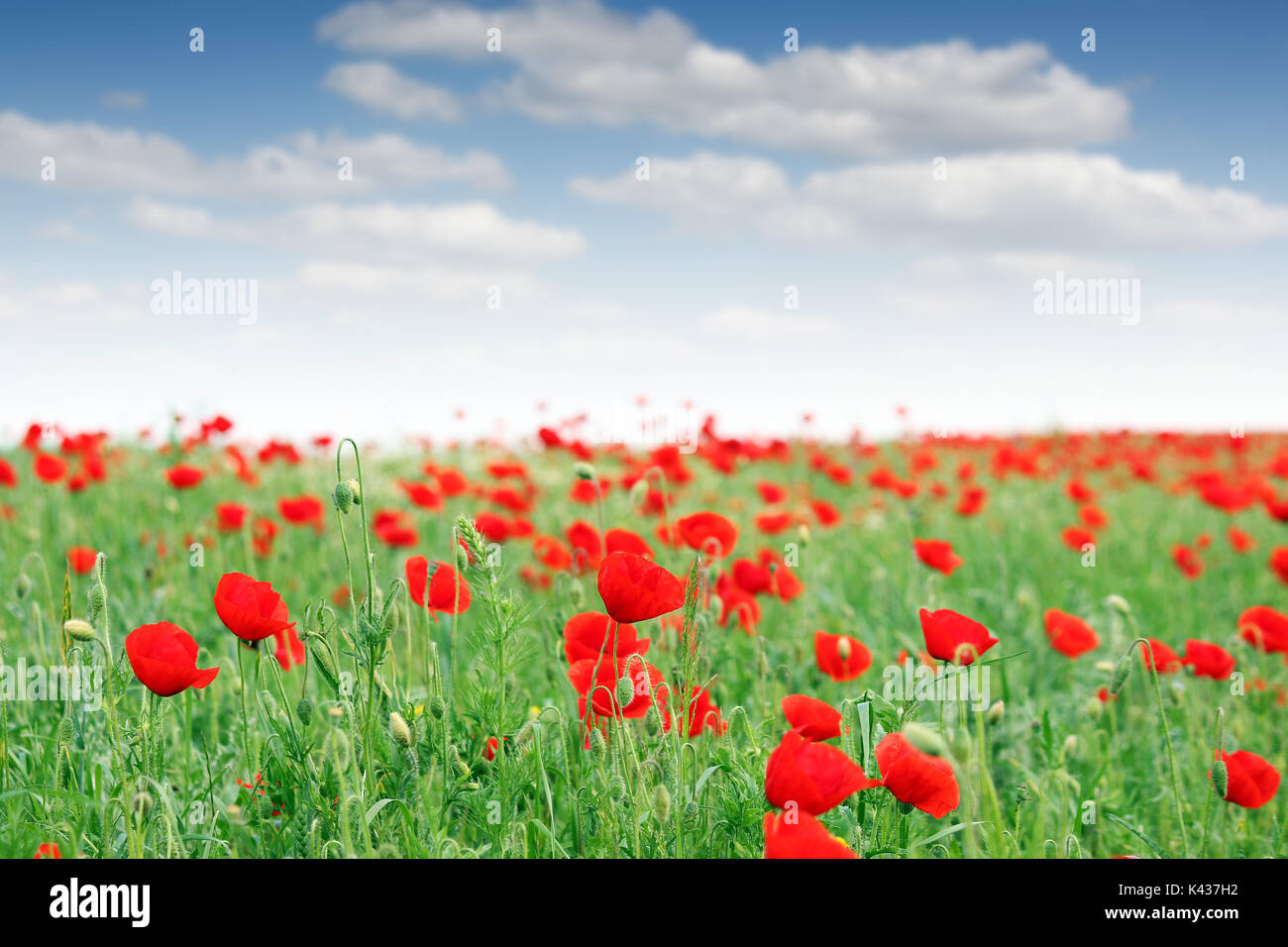 red poppy flowers meadow landscape Stock Photo - Alamy