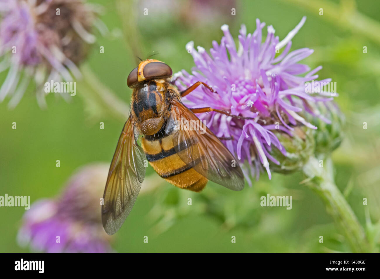 Female Wasp-mimic Hoverfly feeding on creeping thistle Stock Photo