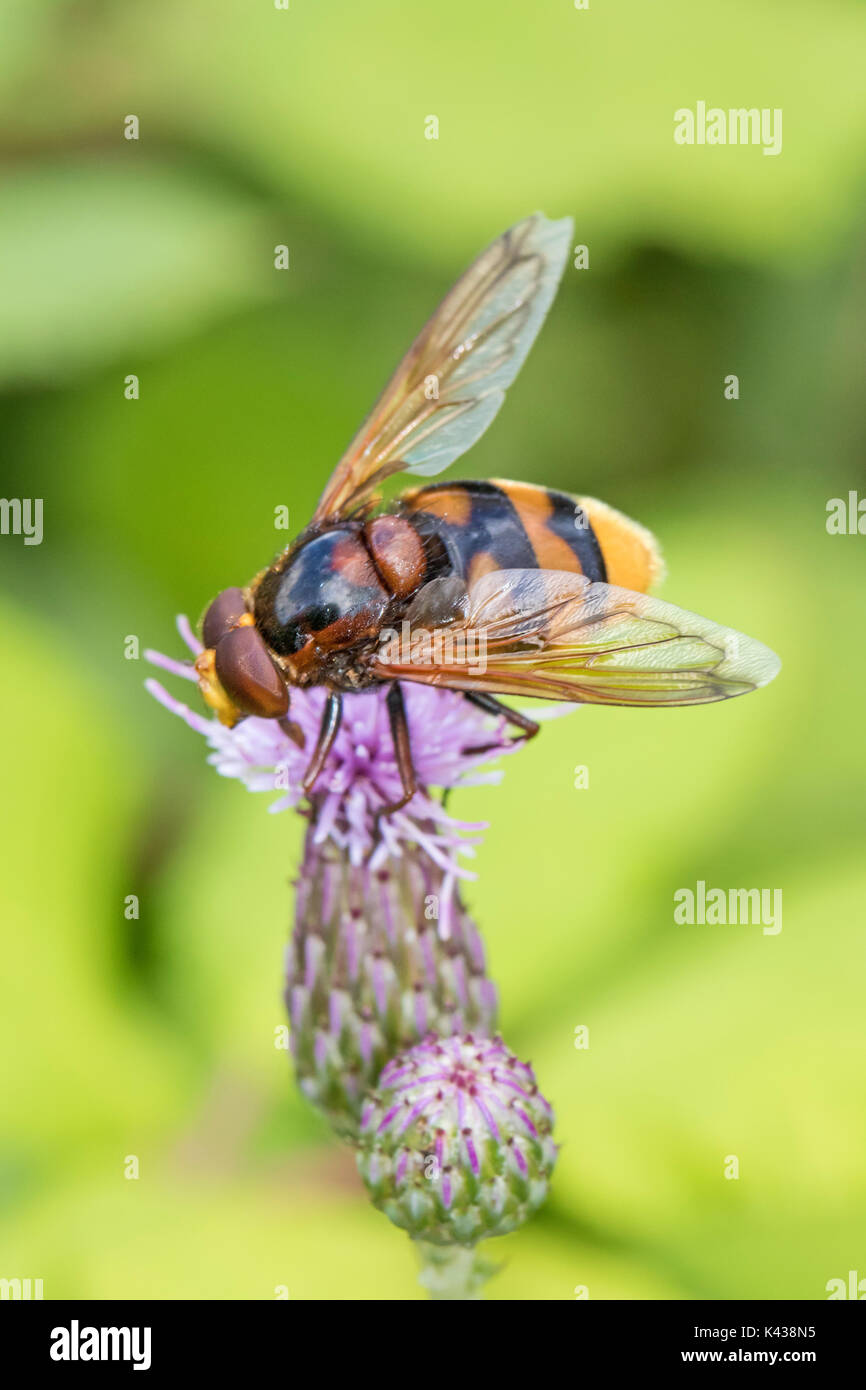 Male Wasp-mimic Hoverfly feeding on creeping thistle Stock Photo