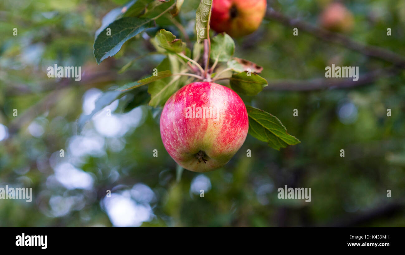 Apple in Newry, Maine. Stock Photo