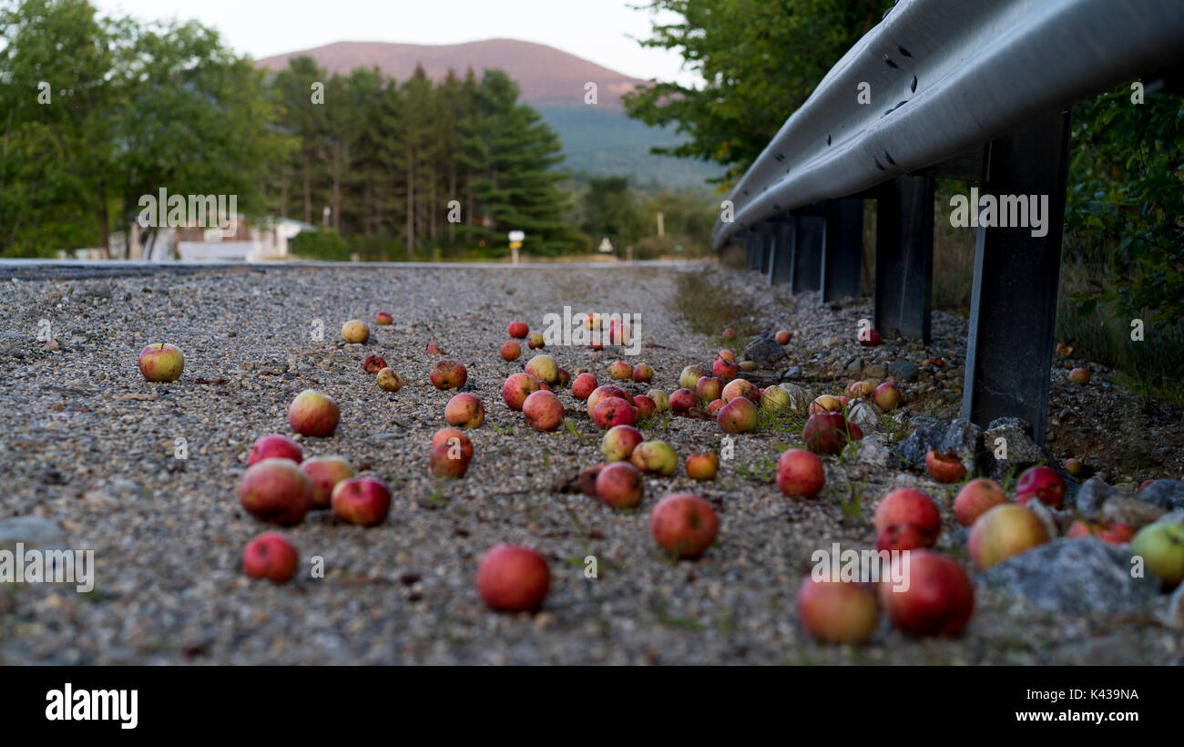 Apple in Newry, Maine. Stock Photo
