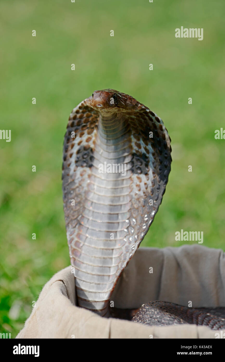 Spectacled Cobra in basket of snake charmer, New Delhi, India / (Naja naja) | Indische Kobra in Korb von Schlangenbeschwoerer, Neu-Delhi, Indien Stock Photo