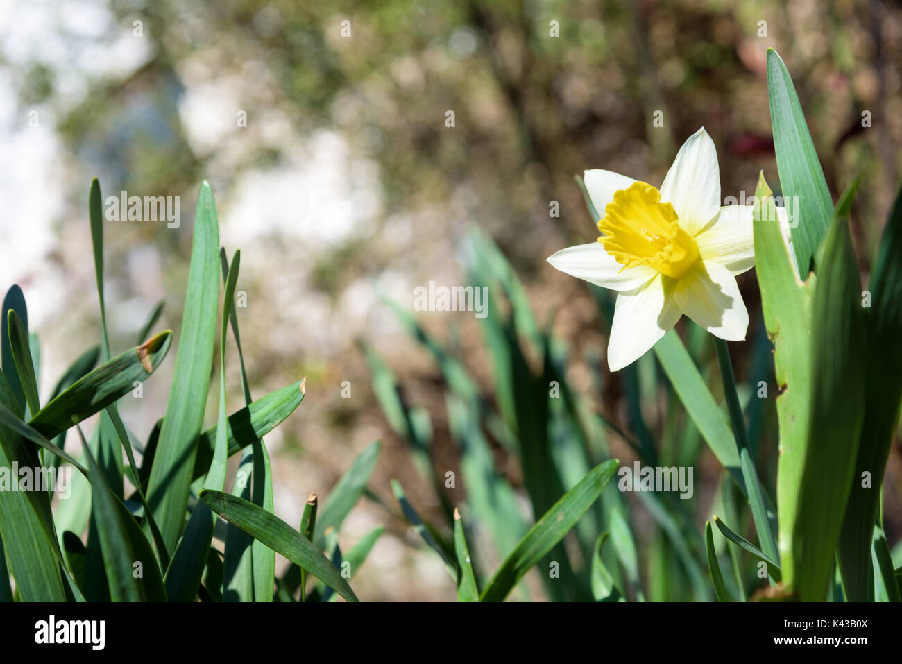 White narcissus in garden. Narcissus poeticus Stock Photo