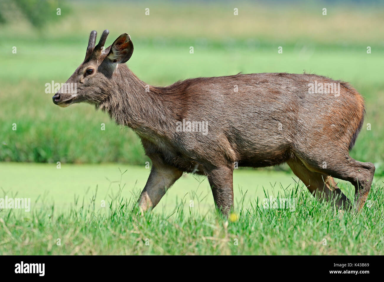 Sambar Deer, Male, Keoladeo Ghana National Park, Rajasthan, India ...