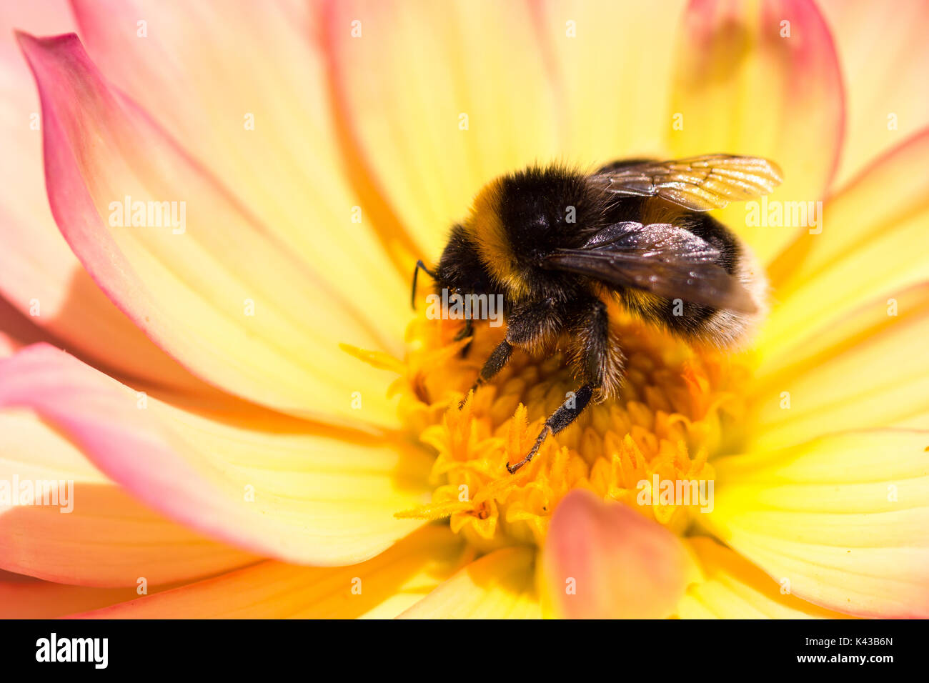 honeybee collecting nectar from garden flowers. Salisbury England UK Stock Photo