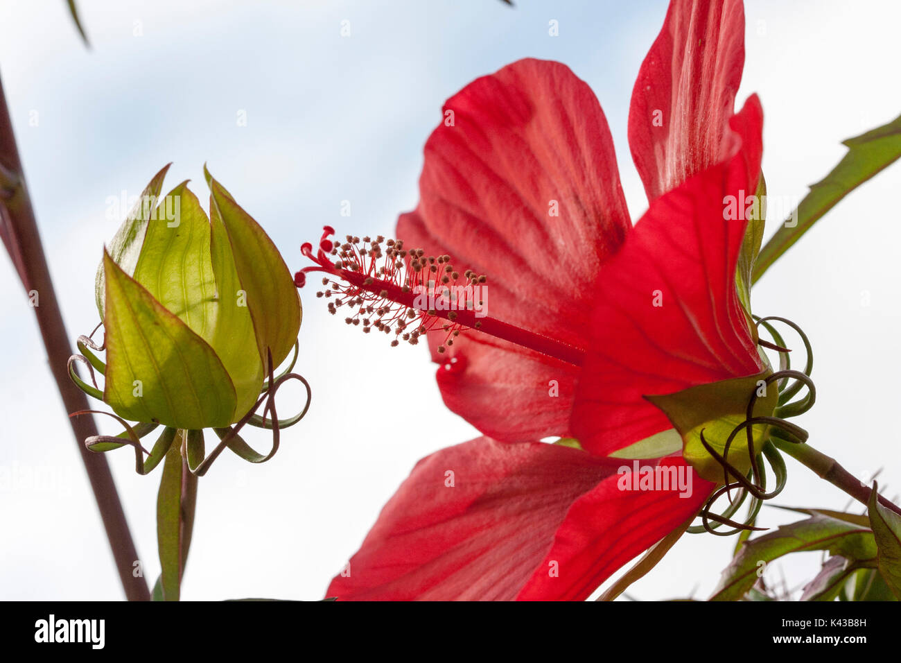 Red hibiscus flower Stock Photo