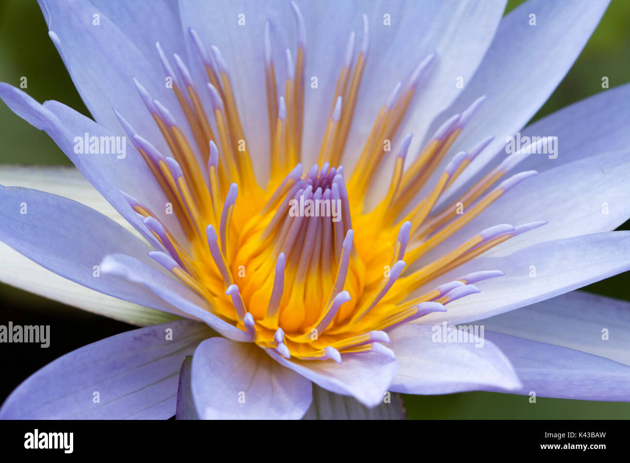 waterlilies Stock Photo