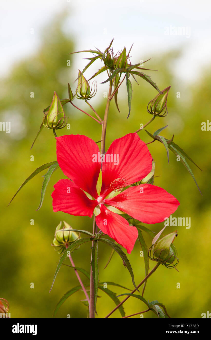 Red hibiscus flower Stock Photo